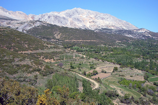 ORUM